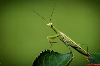 mantis