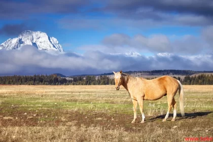 Rocky Mountain Horse