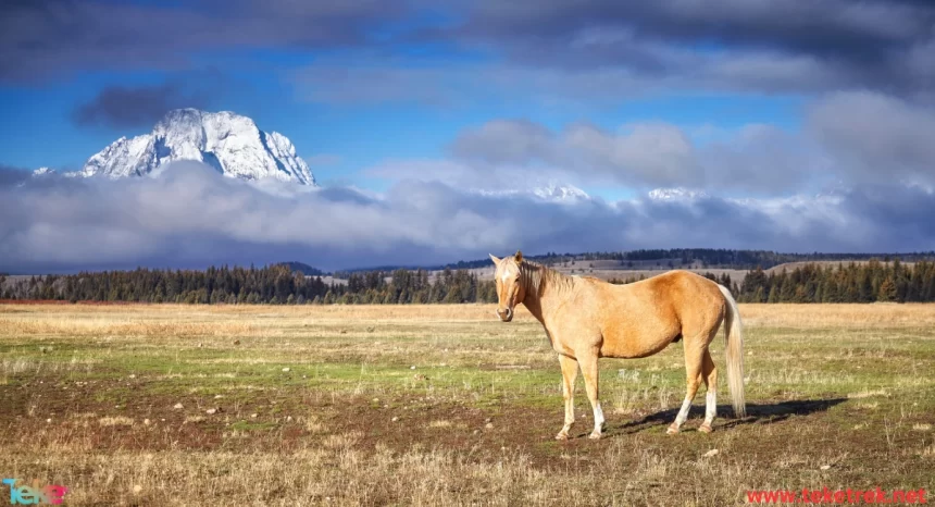 Rocky Mountain Horse