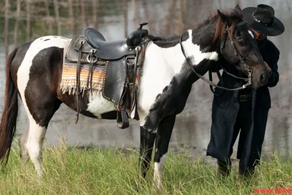 american saddle horse