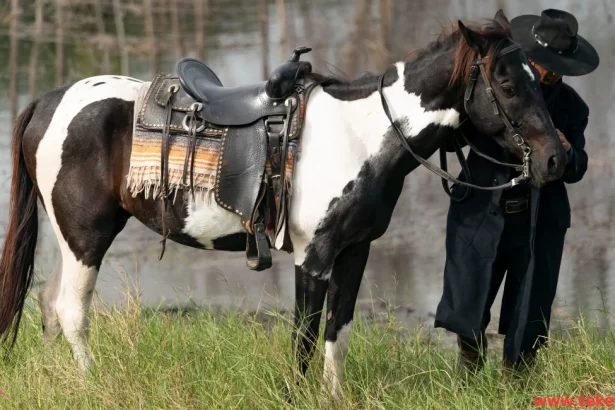 american saddle horse