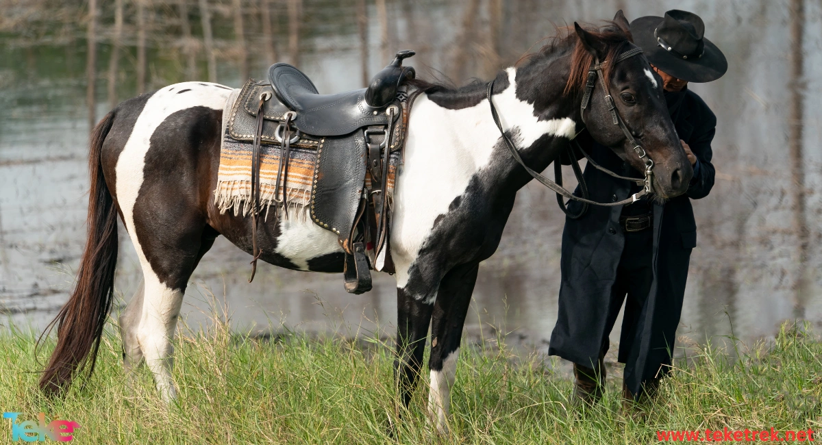 american saddle horse