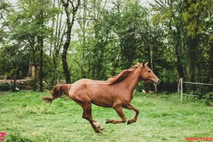 paso fino horse