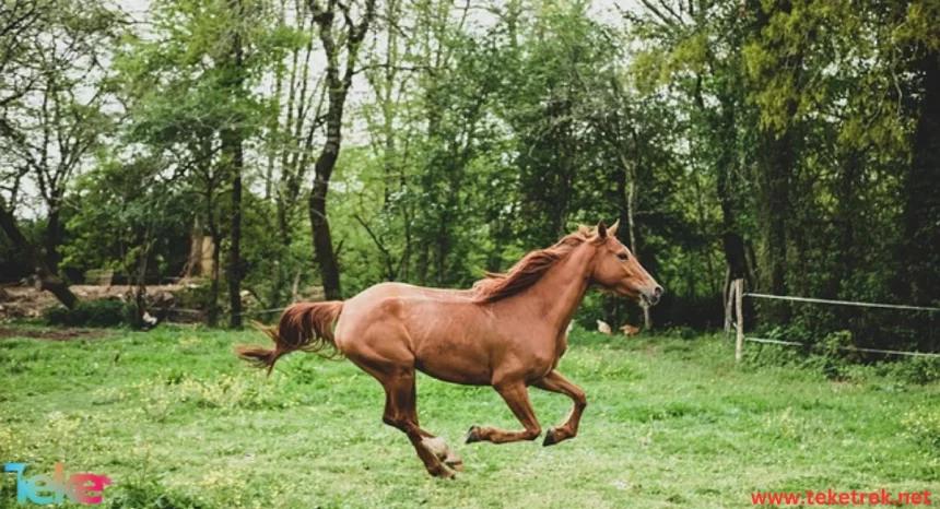 paso fino horse