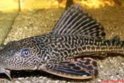 Scavenger fish