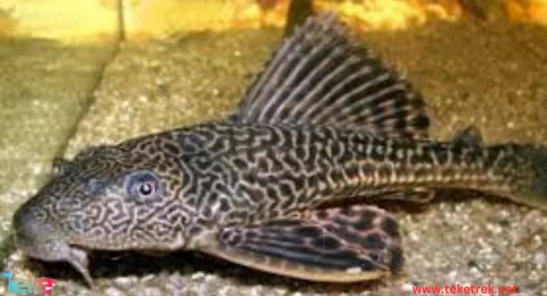 Scavenger fish