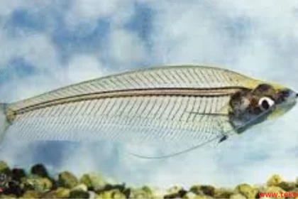 Glass Catfish