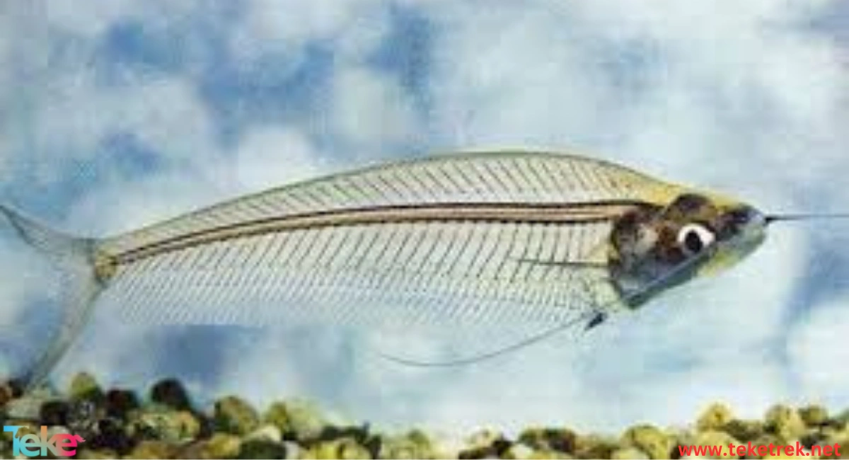 Glass Catfish