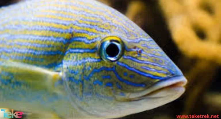 grunt fish