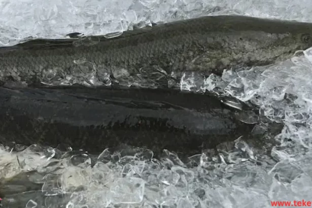 snakehead fish