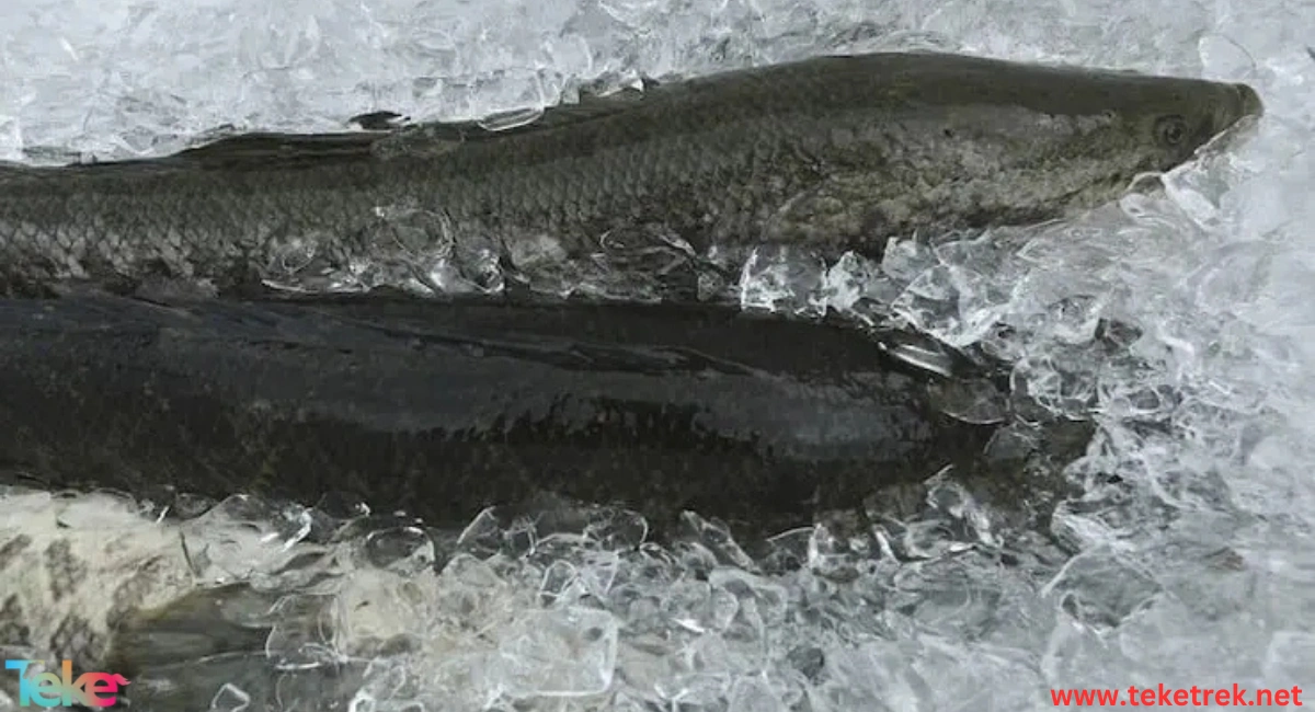 snakehead fish