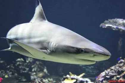 bull shark