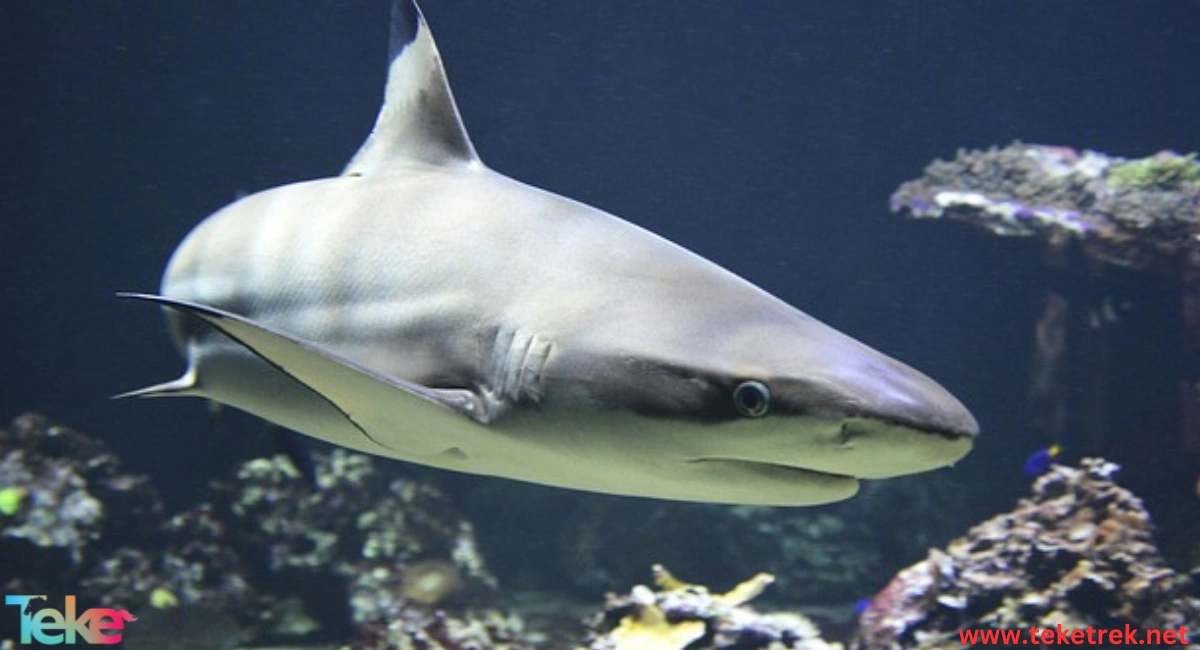 bull shark