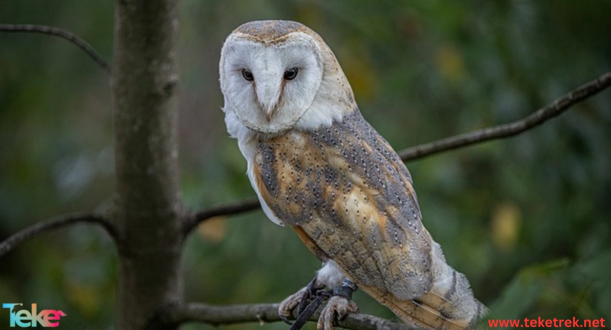 fish owl