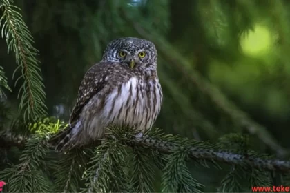 fish owl