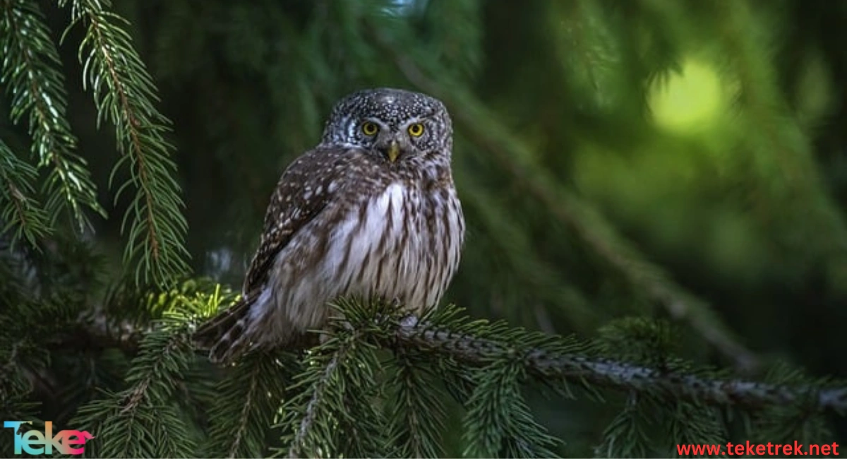 fish owl