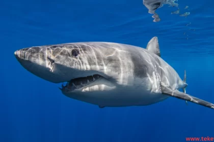 great white shark