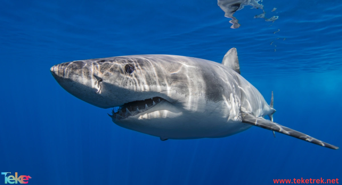 great white shark