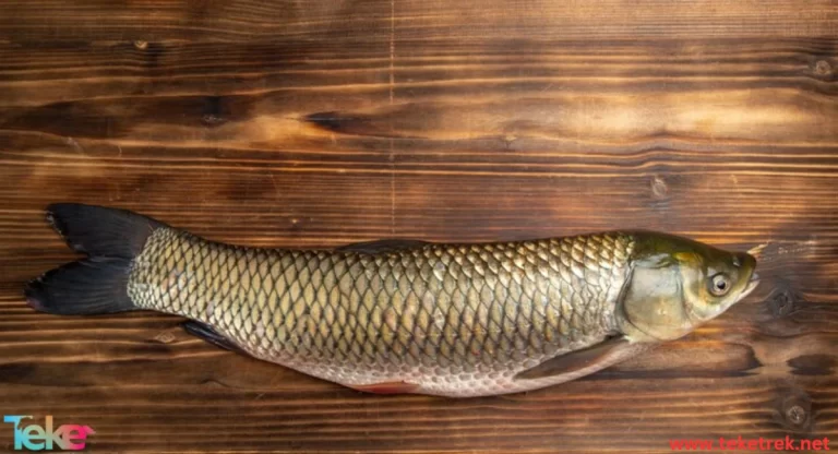 sea bass fish
