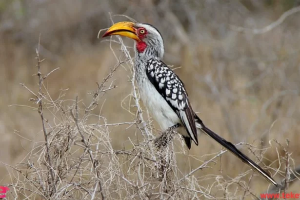 hornbill bird