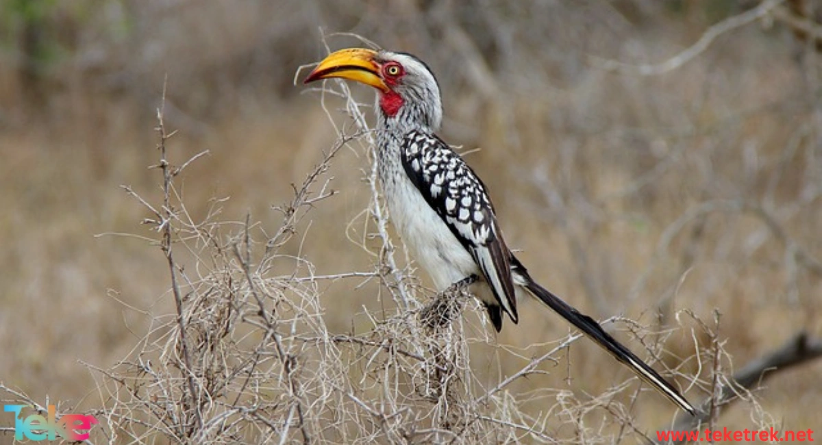 hornbill bird