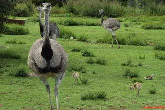 Emu Bird