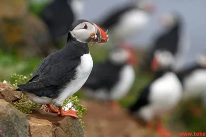 puffin bird