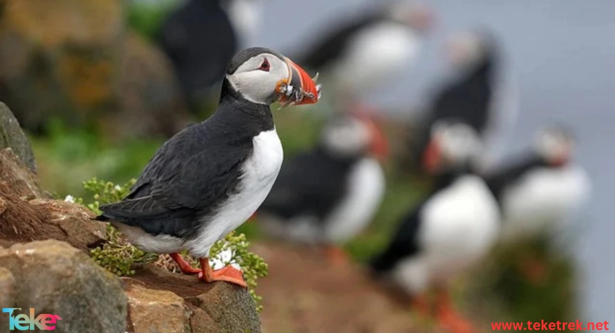 puffin bird