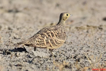 Sandgrouse