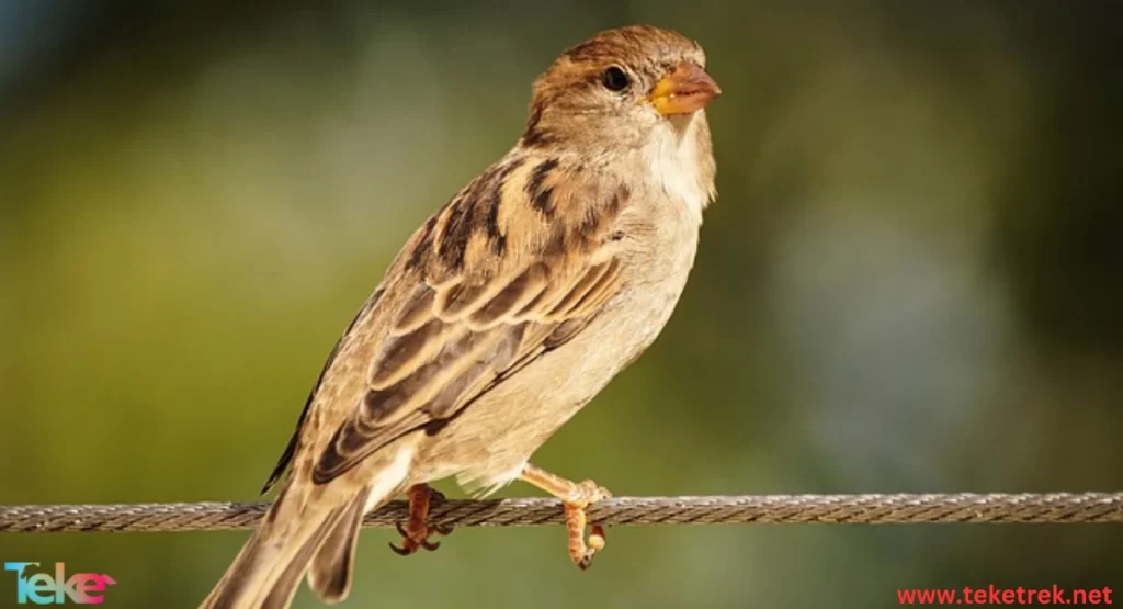 sparrow bird