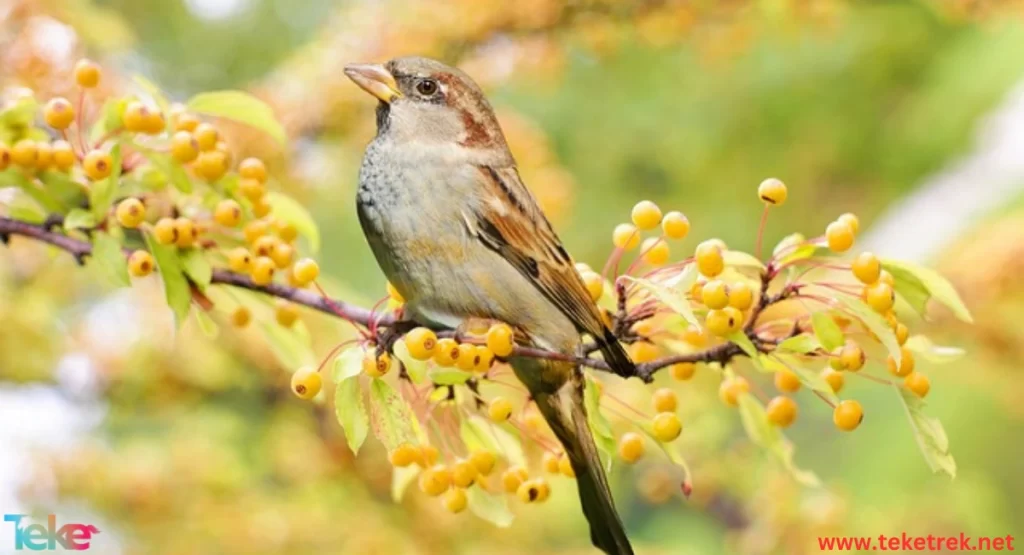 sparrow bird