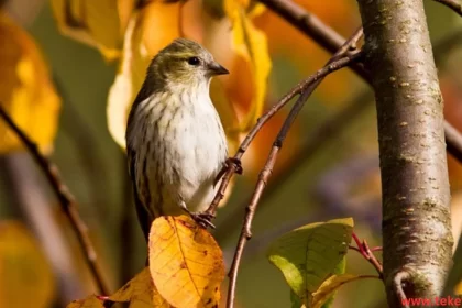 sparrow bird