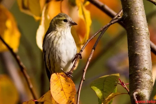 sparrow bird