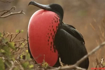 Frigate Bird