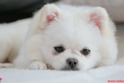 Pomeranian dog