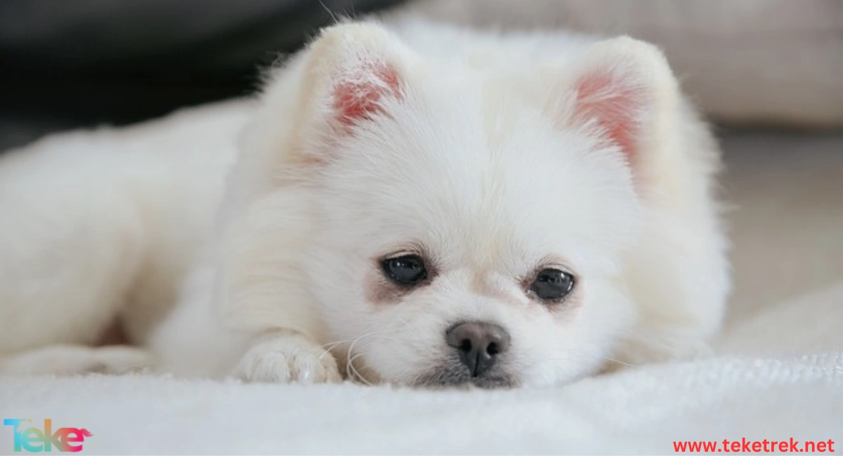 Pomeranian dog