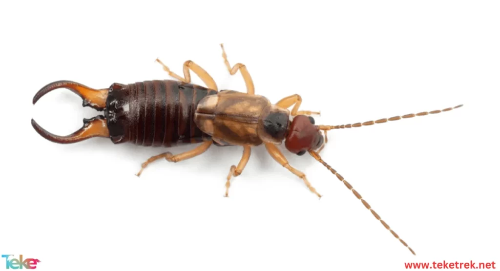 earwigs