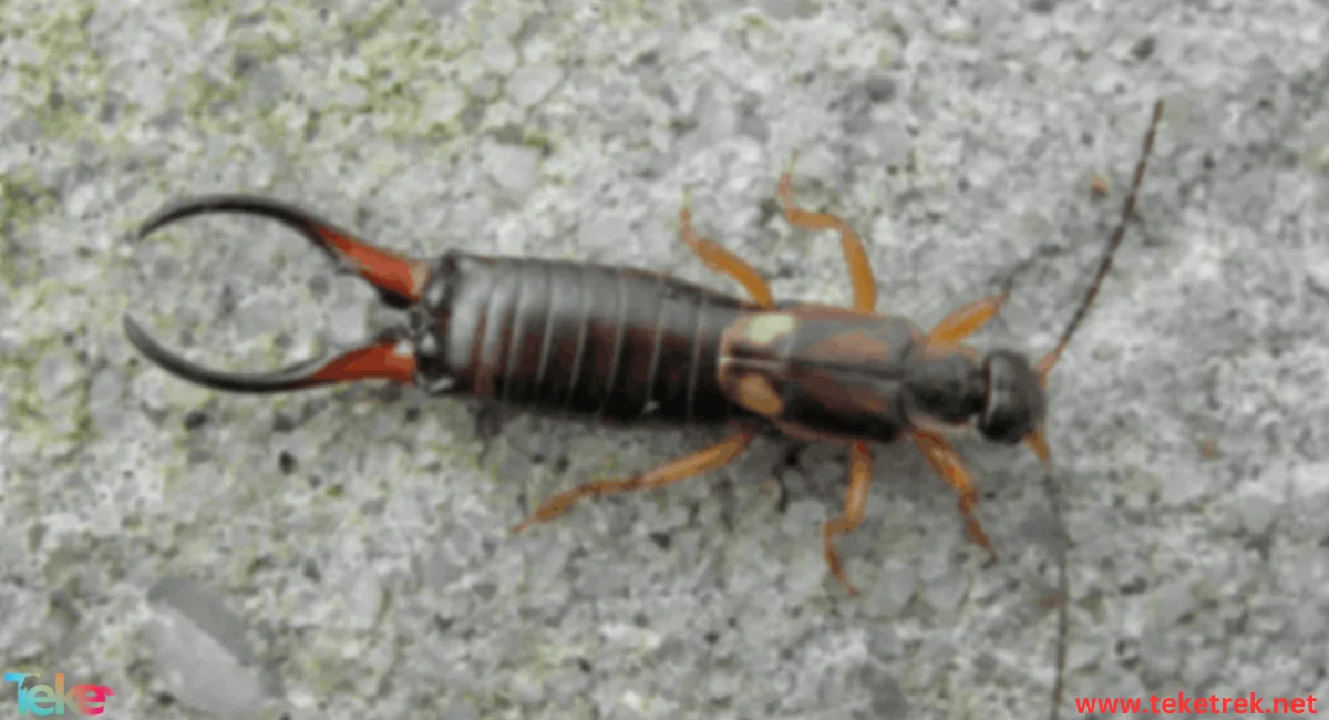 earwigs