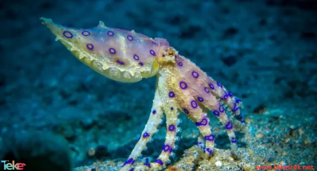 Blue ringed octopus