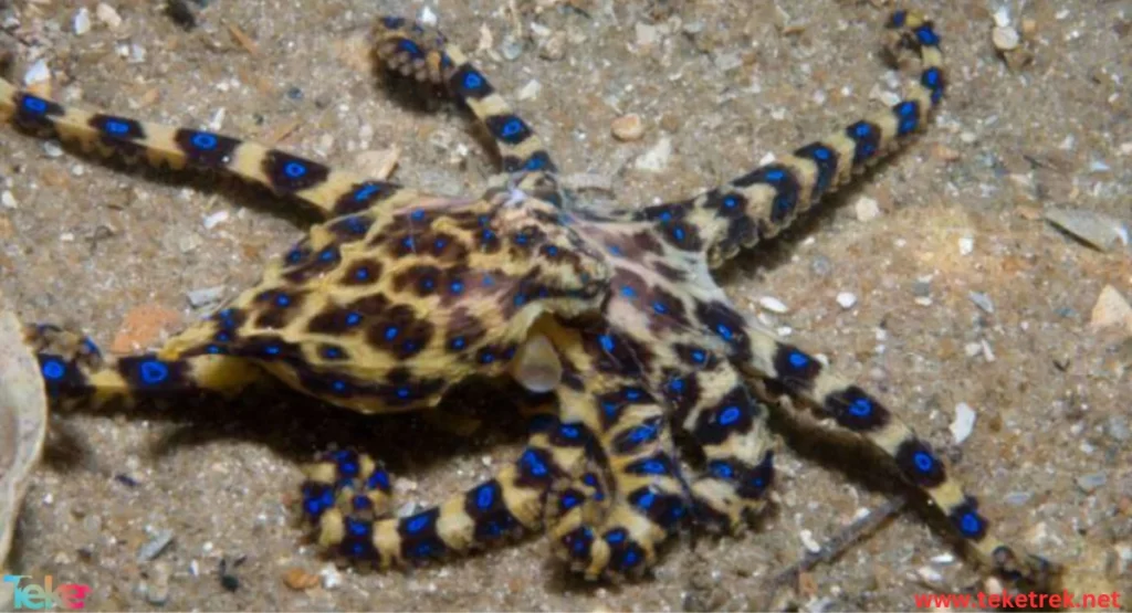 Blue ringed octopus