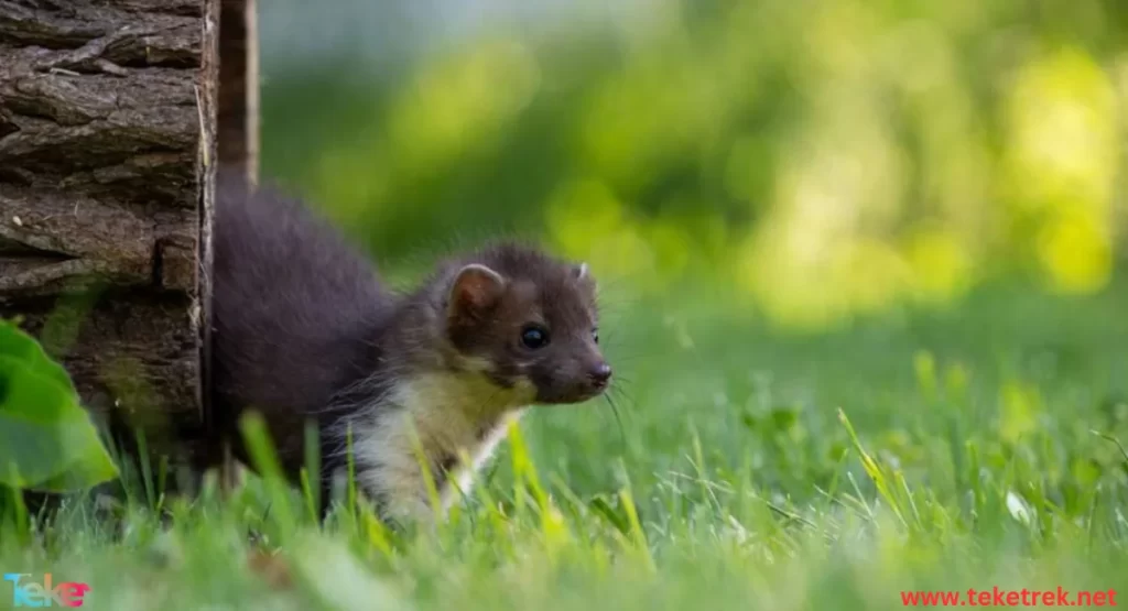 mountain weasel