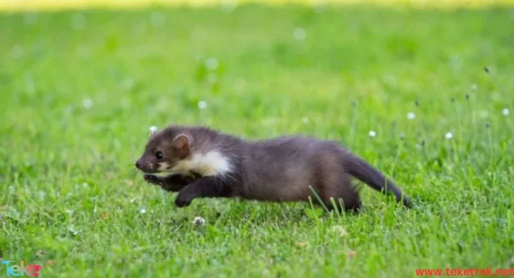 mountain weasel