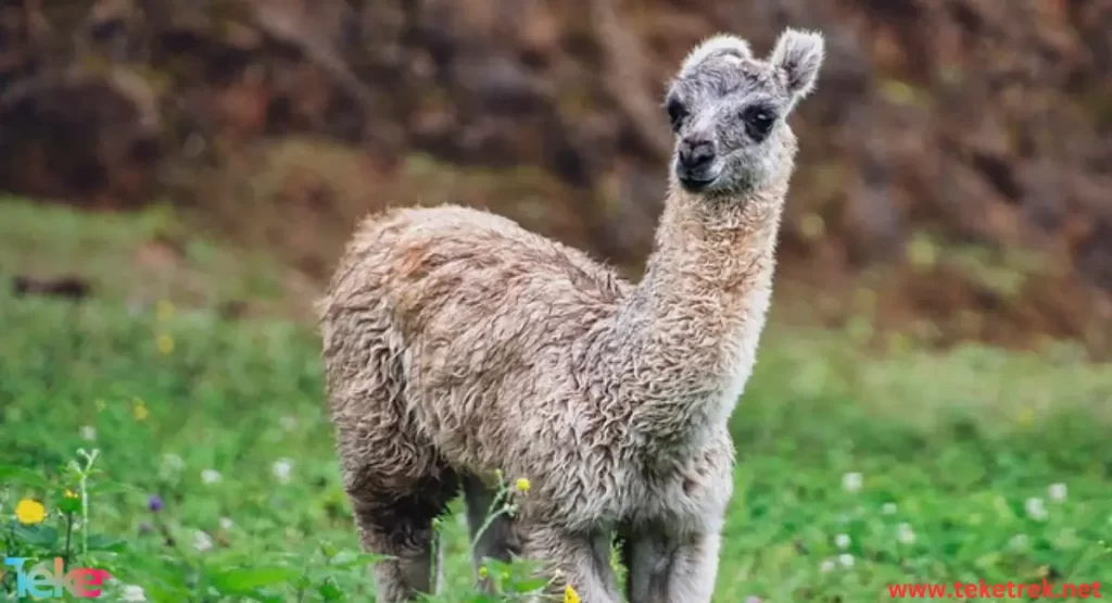 Alpaca