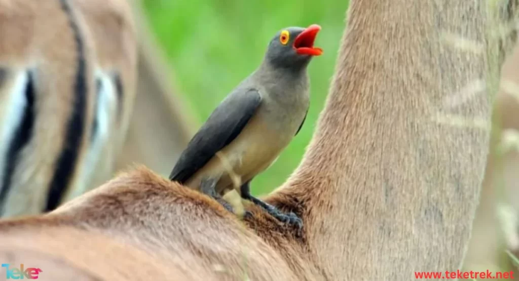 oxpecker