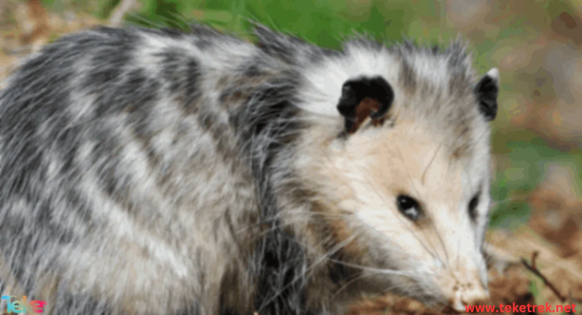 opossum