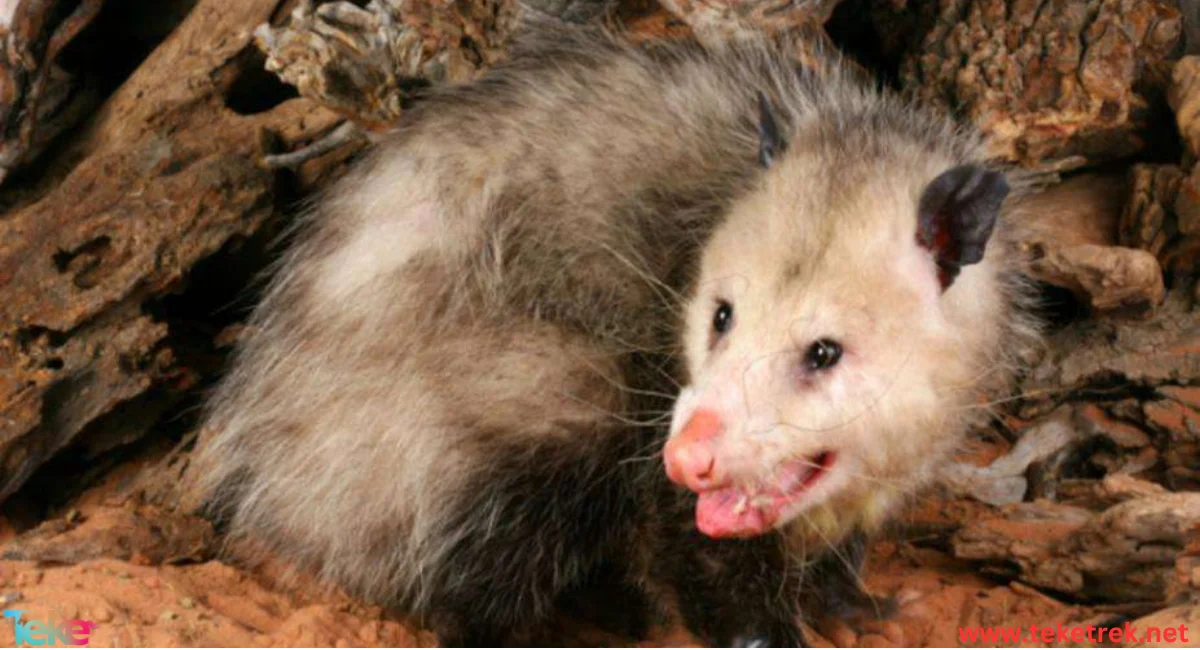 opossum