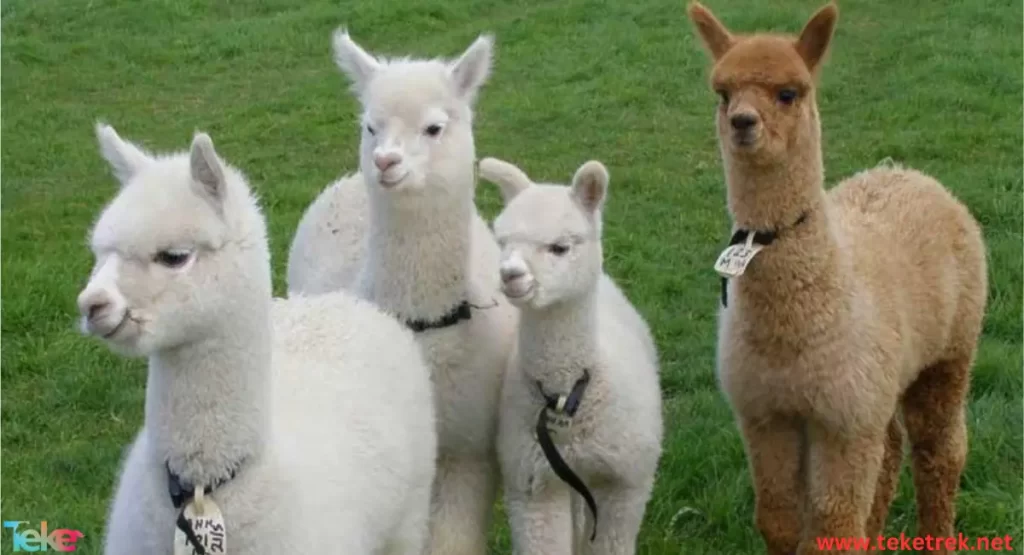 Alpaca