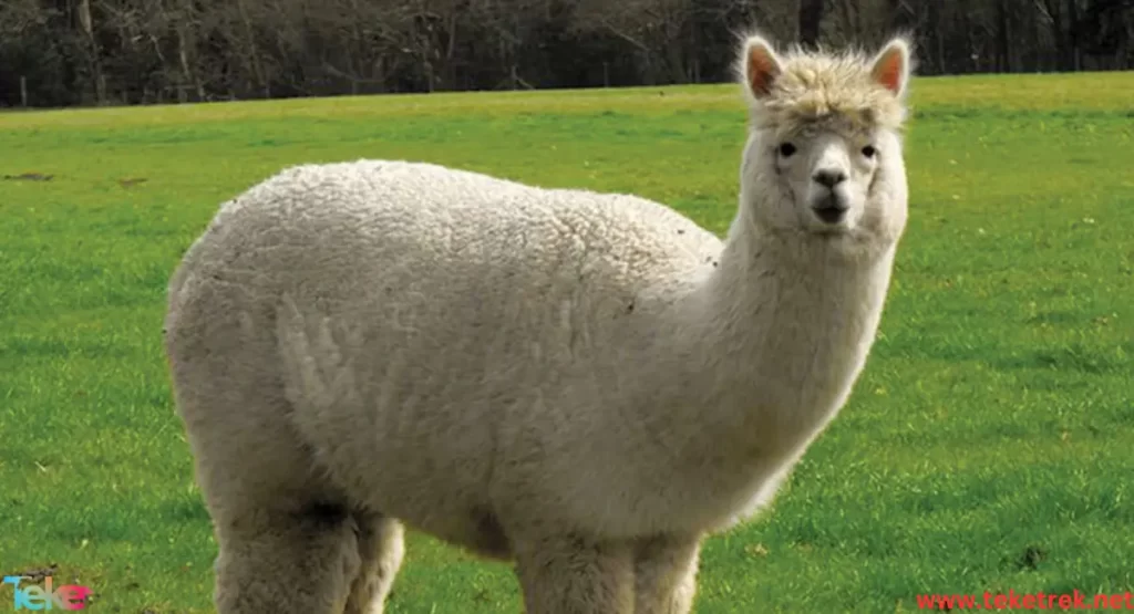 Alpaca