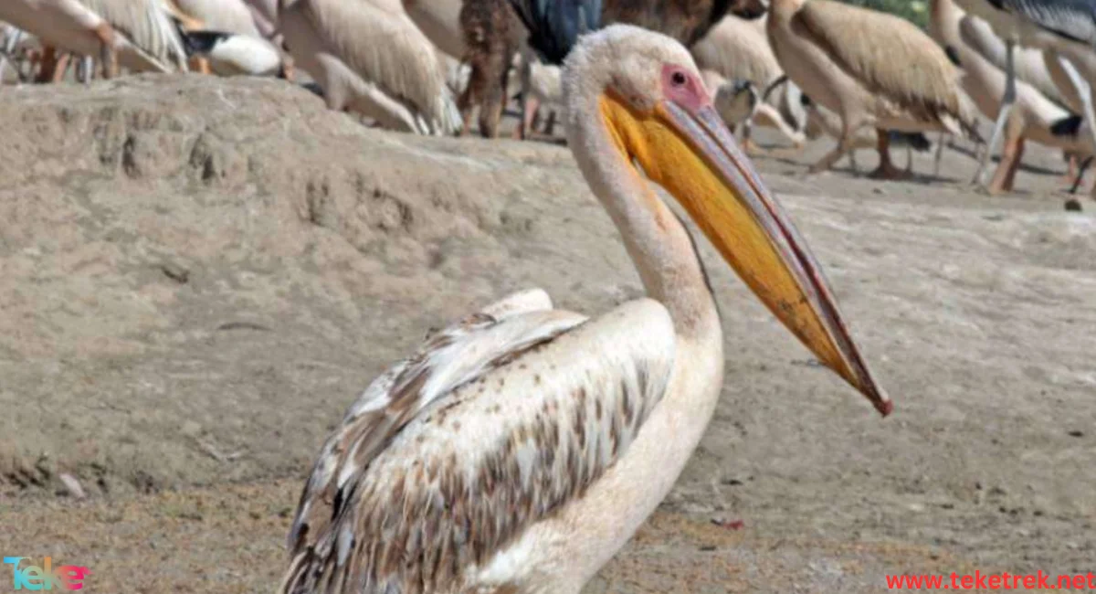 great white pelican