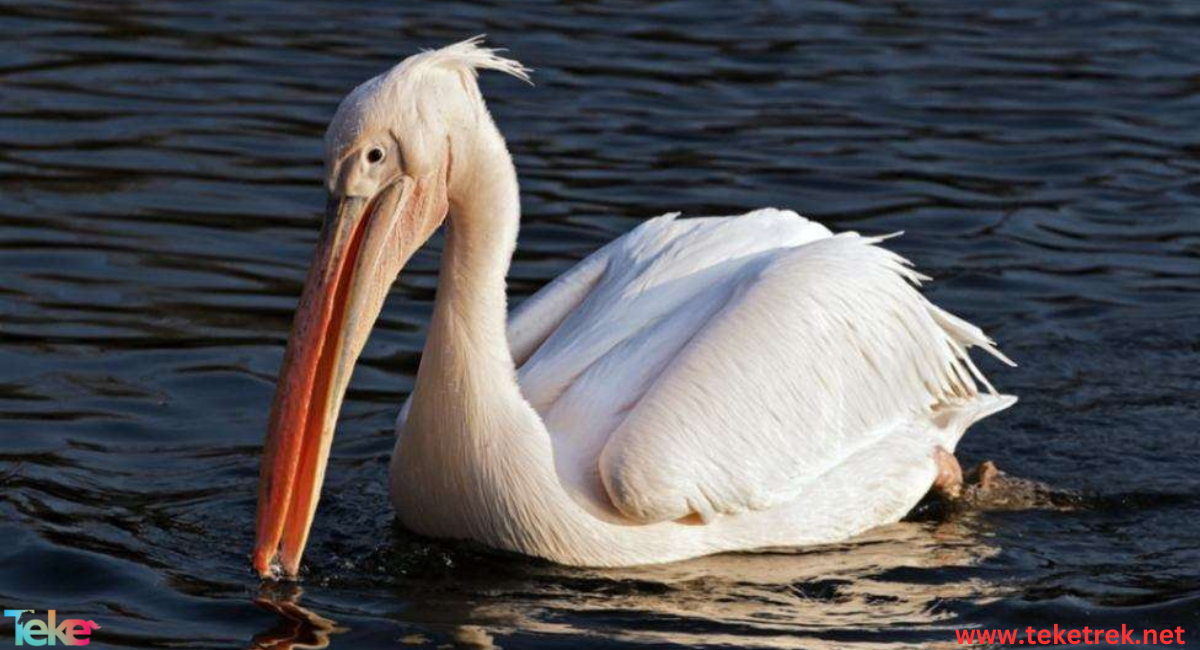 great white pelican